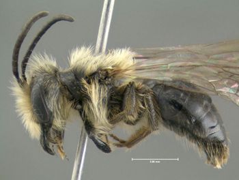 Media type: image;   Entomology 609504 Aspect: habitus lateral view